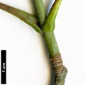 SpeciesSub: subsp. sinicum